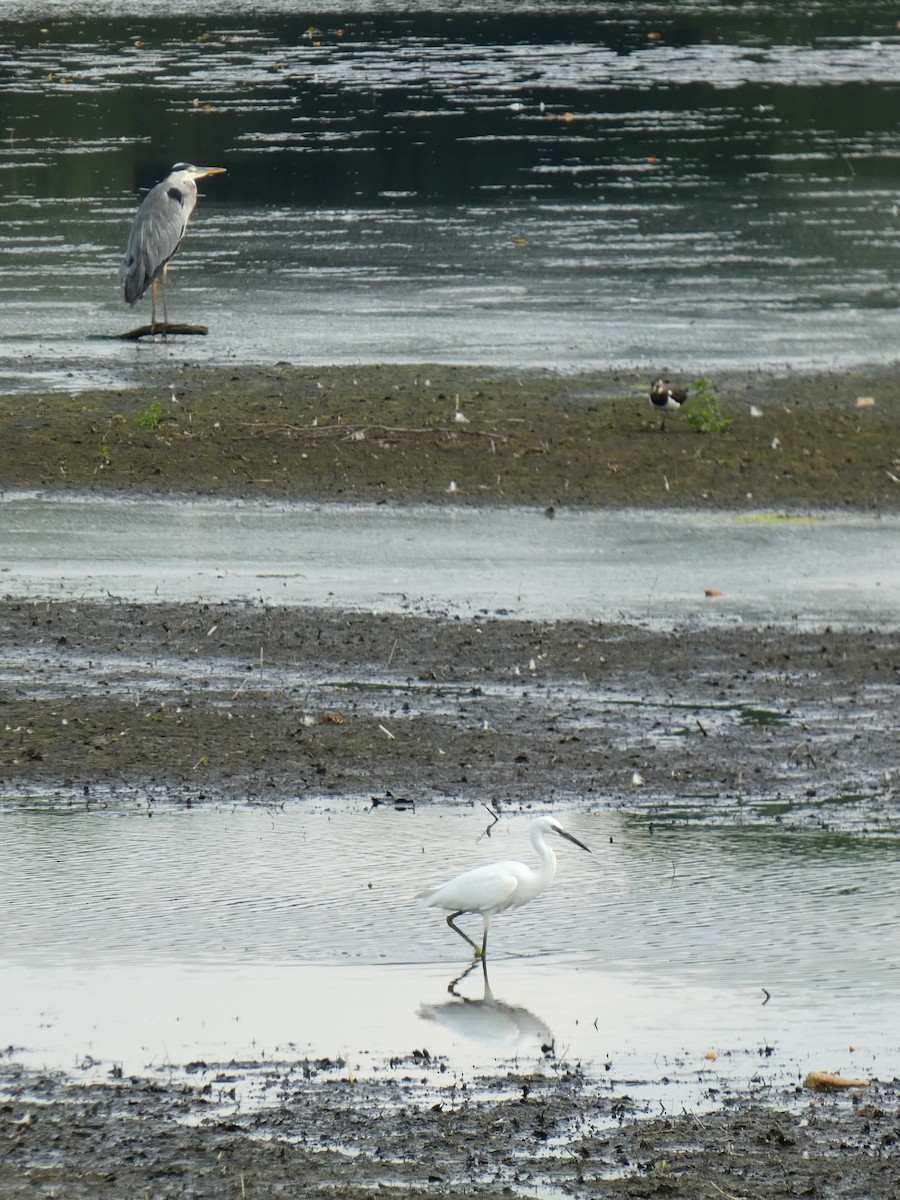 Little Egret - ML605172681