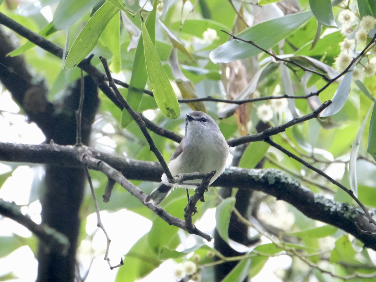 Brown Gerygone - Gareth Pellas