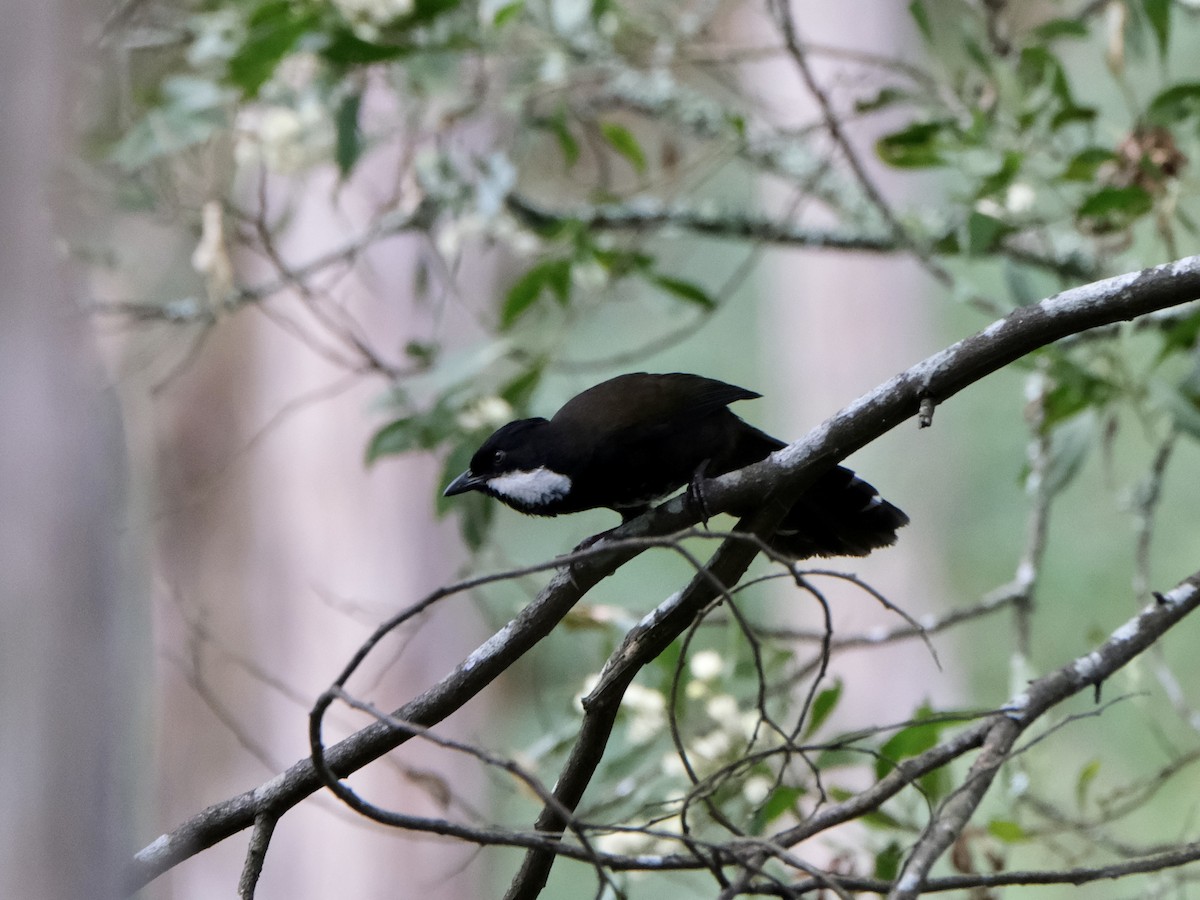 Eastern Whipbird - ML605173301