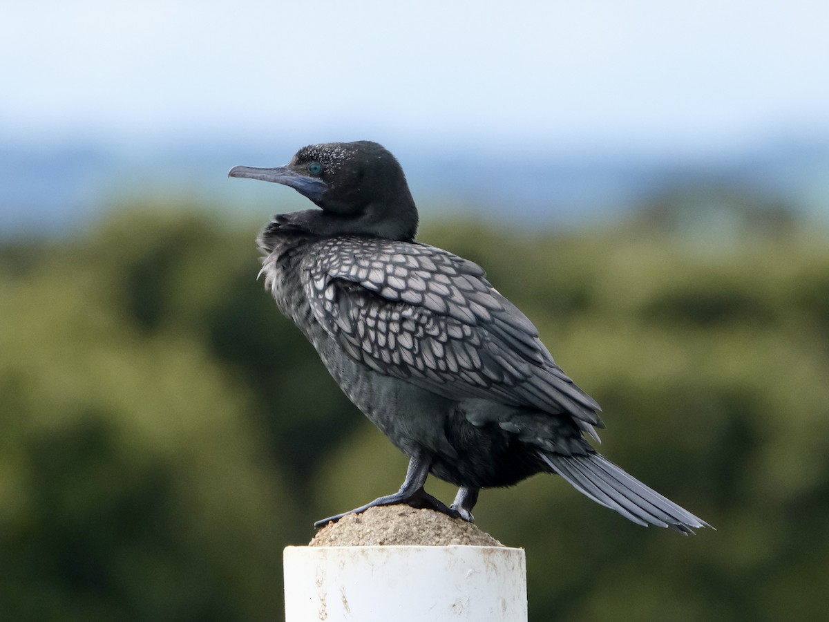 Little Black Cormorant - ML605173751