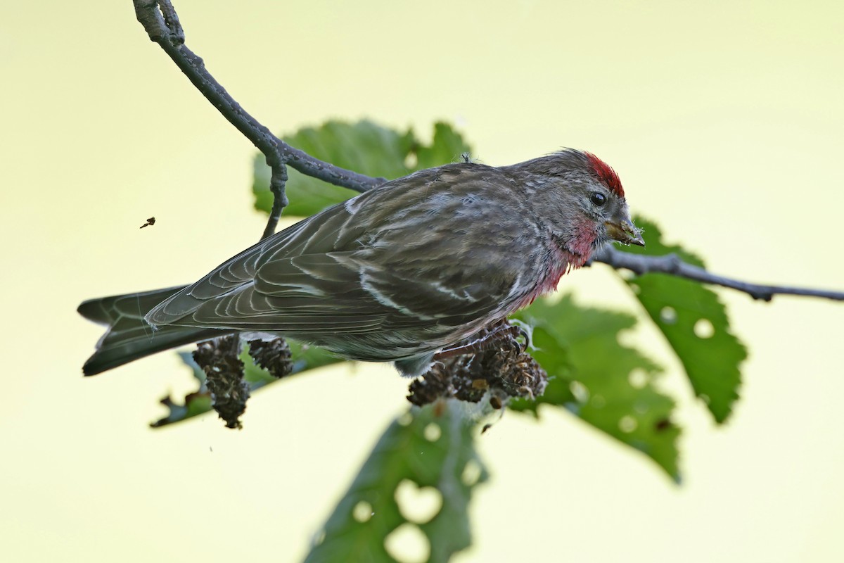 Common Redpoll - Marcin Sidelnik