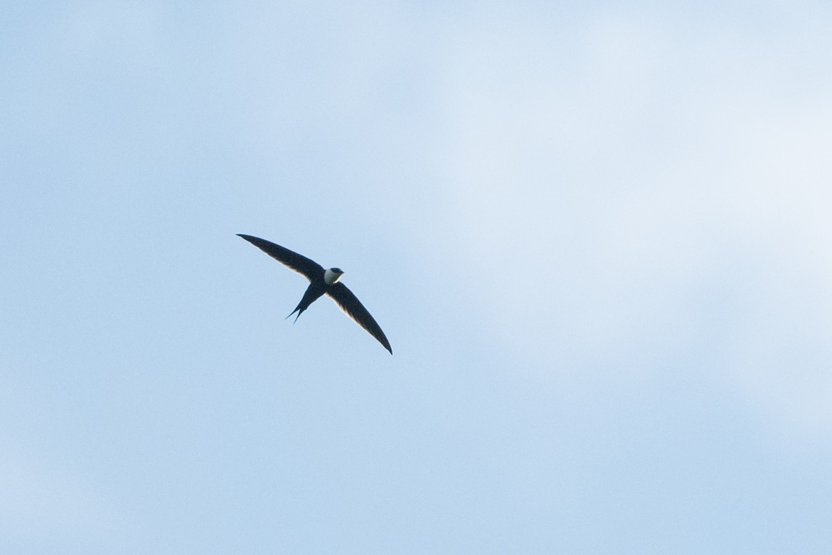 Great Swallow-tailed Swift - Adam Jackson