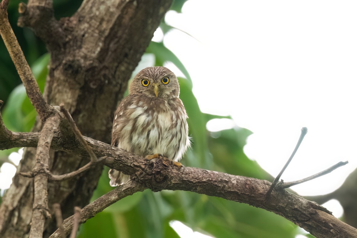 Ferruginous Pygmy-Owl - ML605175131