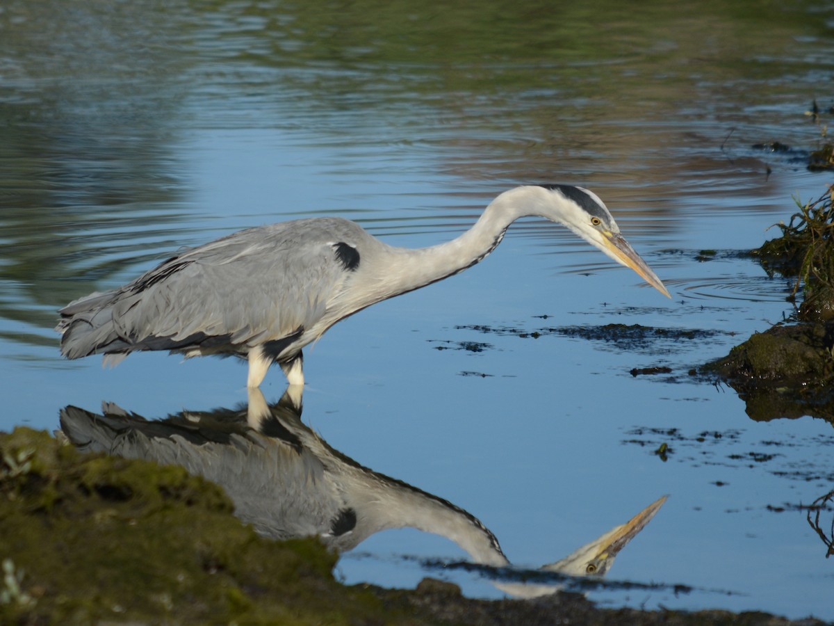 Gray Heron - ML605176431