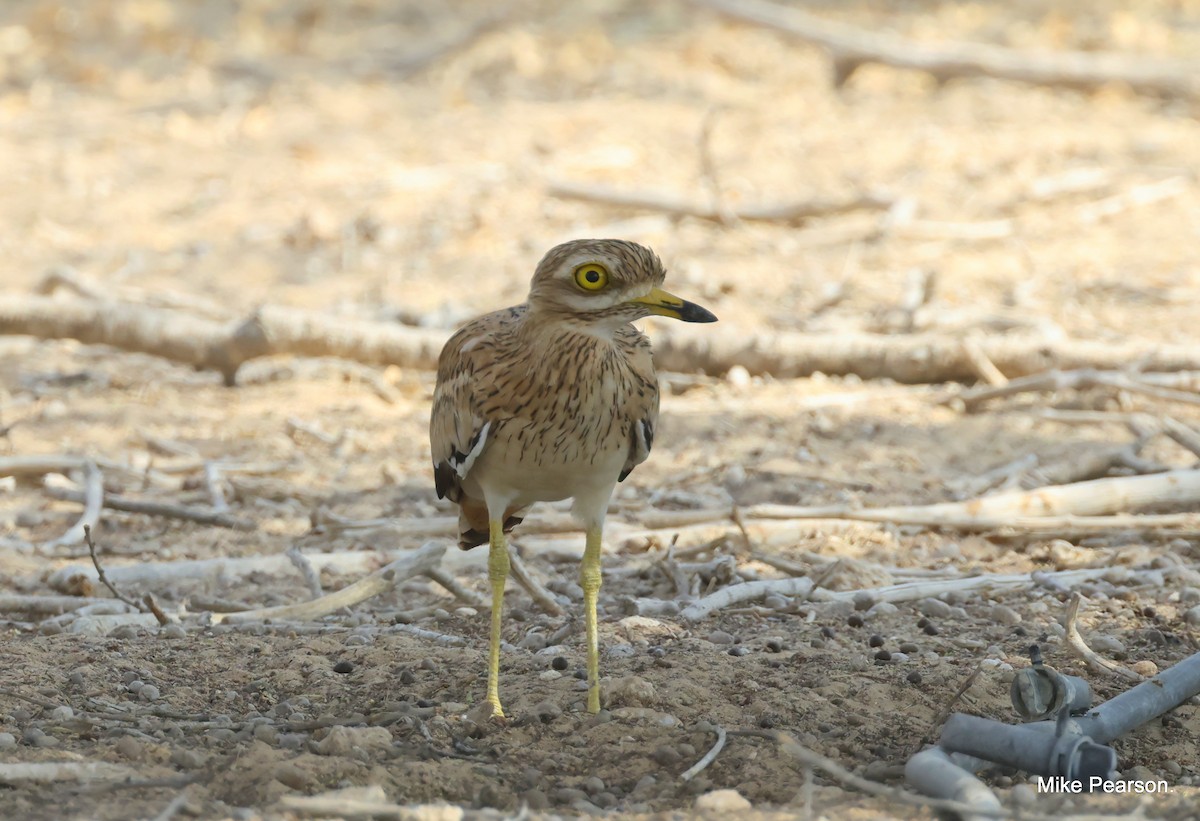 Eurasian Thick-knee - ML605178791