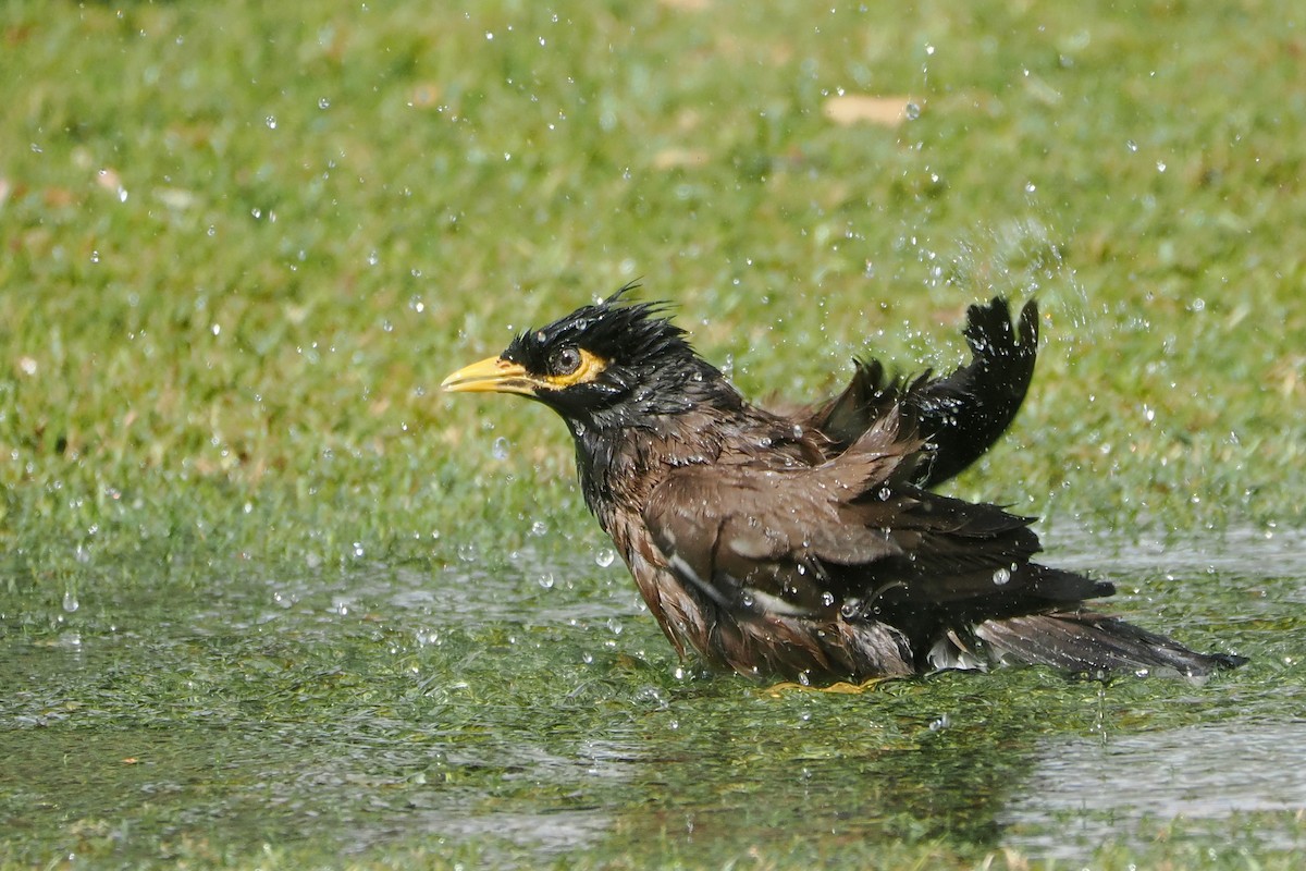 Common Myna - ML605179491