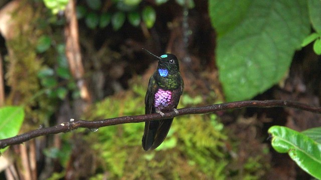 Blue-throated Starfrontlet - ML605180001