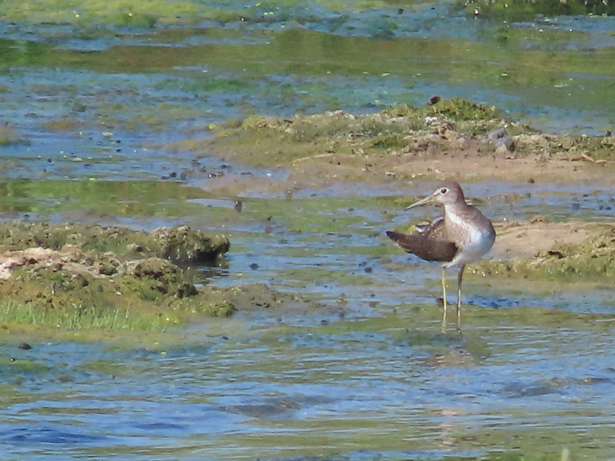 Solitary Sandpiper - ML605180121