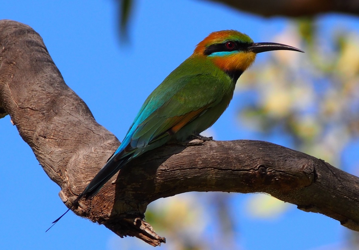 Rainbow Bee-eater - Lee Tuxford
