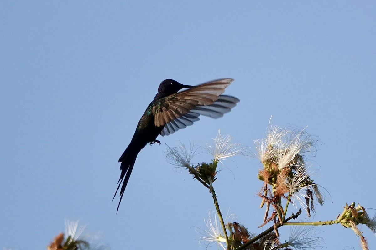 Swallow-tailed Hummingbird - ML605181351