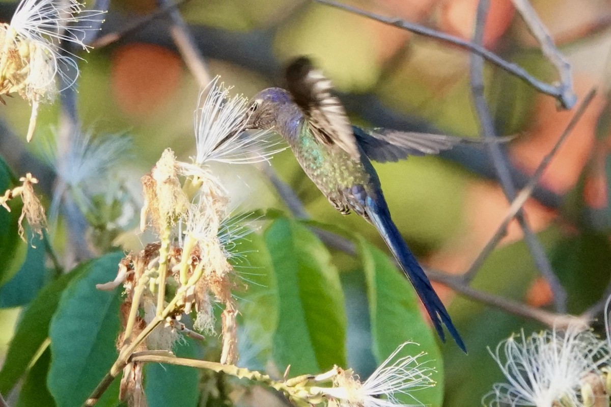 Swallow-tailed Hummingbird - ML605181371