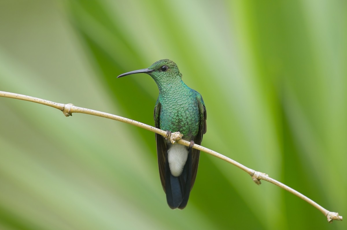 Blauschwanz-Buffonkolibri - ML605181441