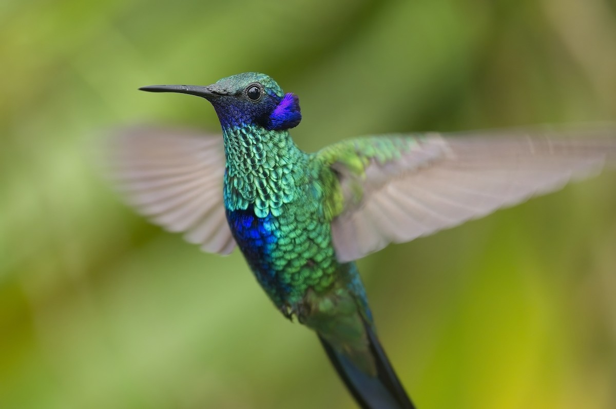 Colibrí Rutilante - ML605181471