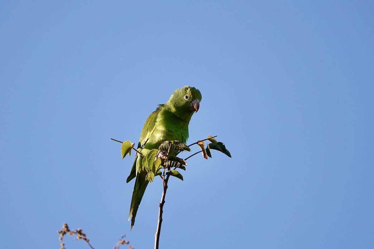 Yellow-chevroned Parakeet - Kenna Sue Trickey