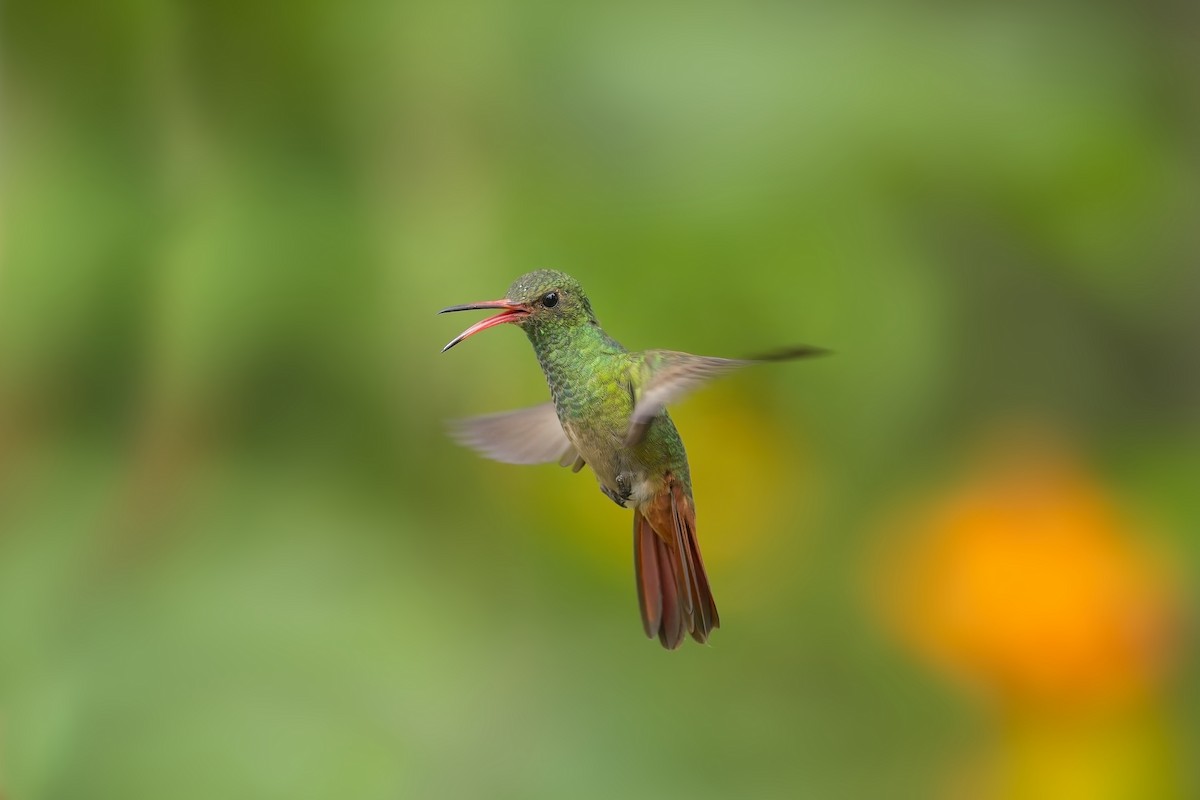 Rufous-tailed Hummingbird - Cody Matheson