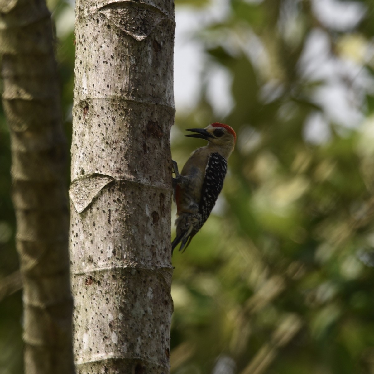 Red-crowned Woodpecker - ML605181661