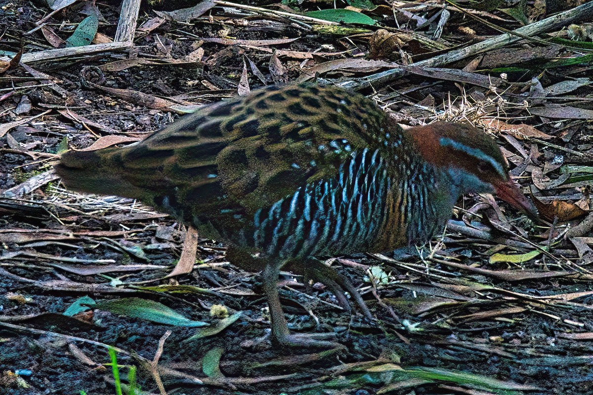 Buff-banded Rail - ML605181861