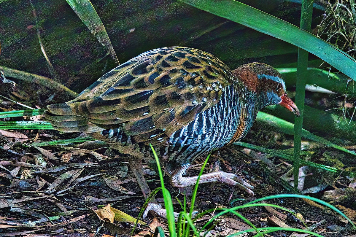Buff-banded Rail - ML605181871