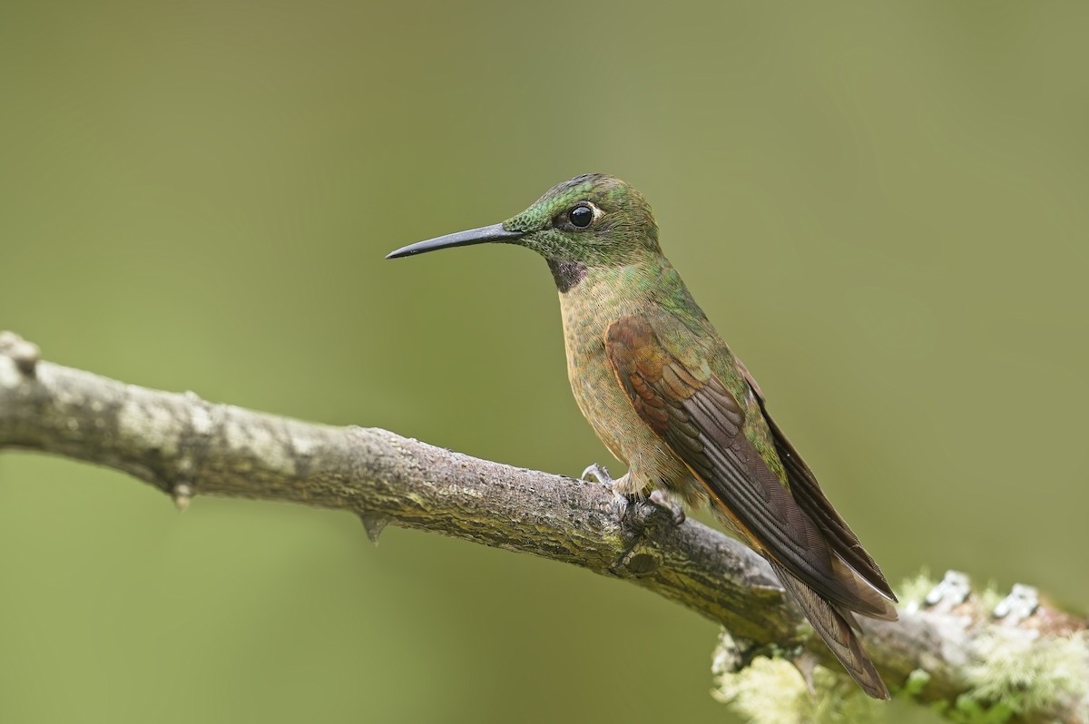 Fawn-breasted Brilliant - ML605182311