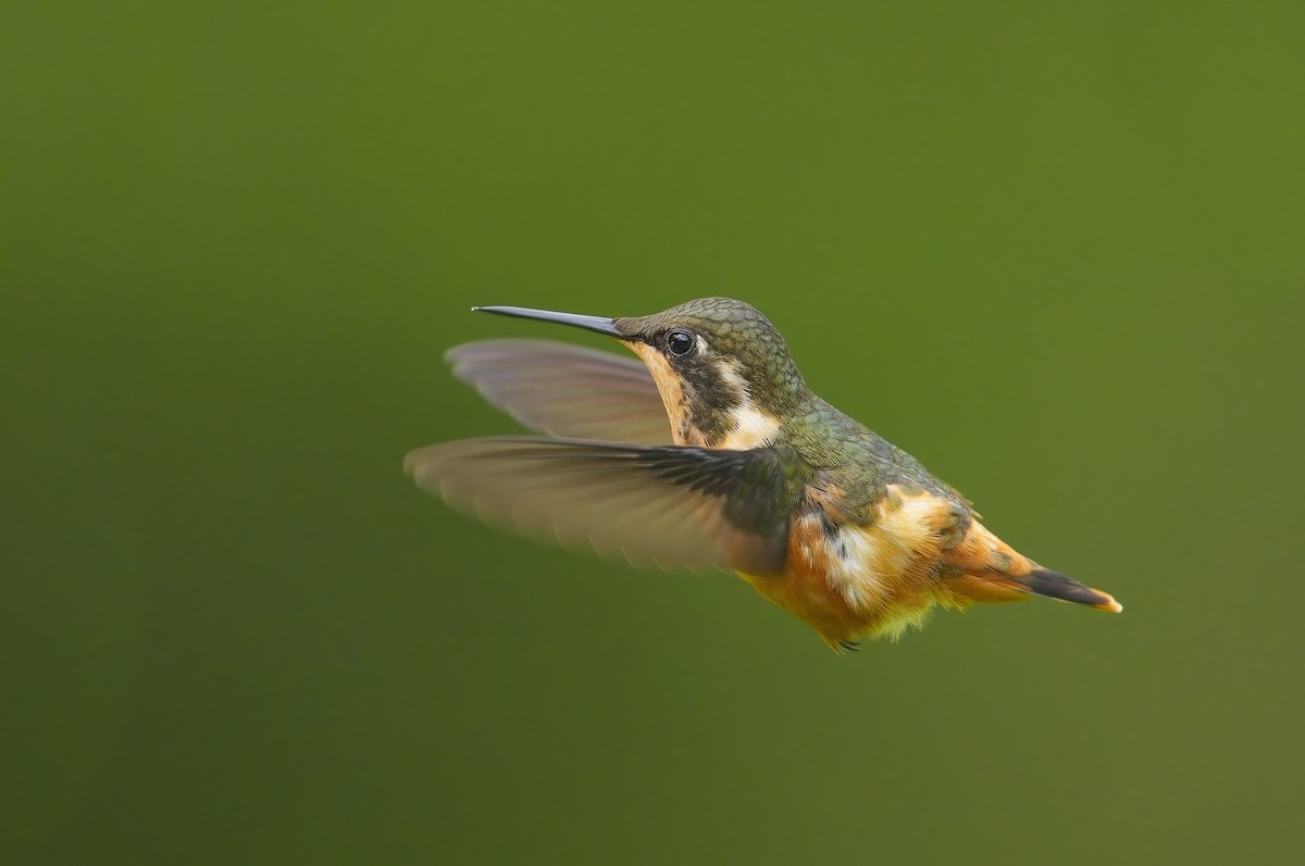 White-bellied Woodstar - ML605182751