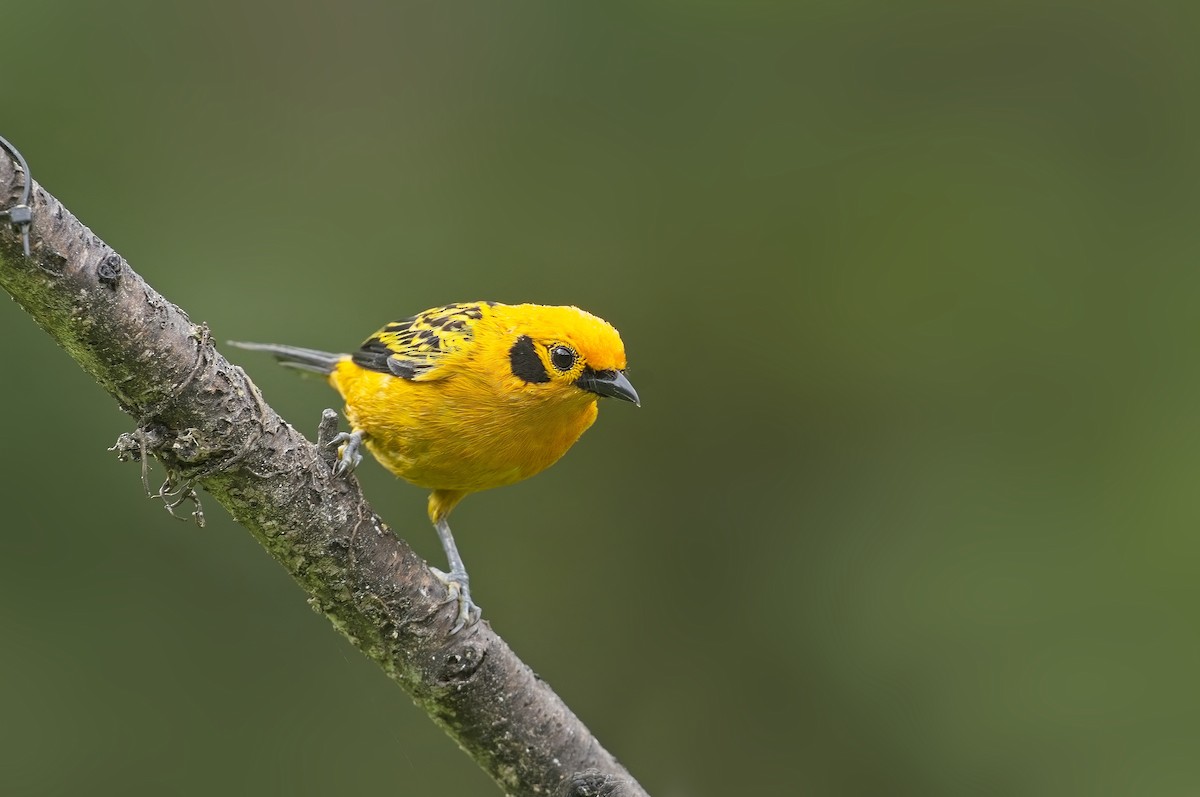 Golden Tanager - ML605182841