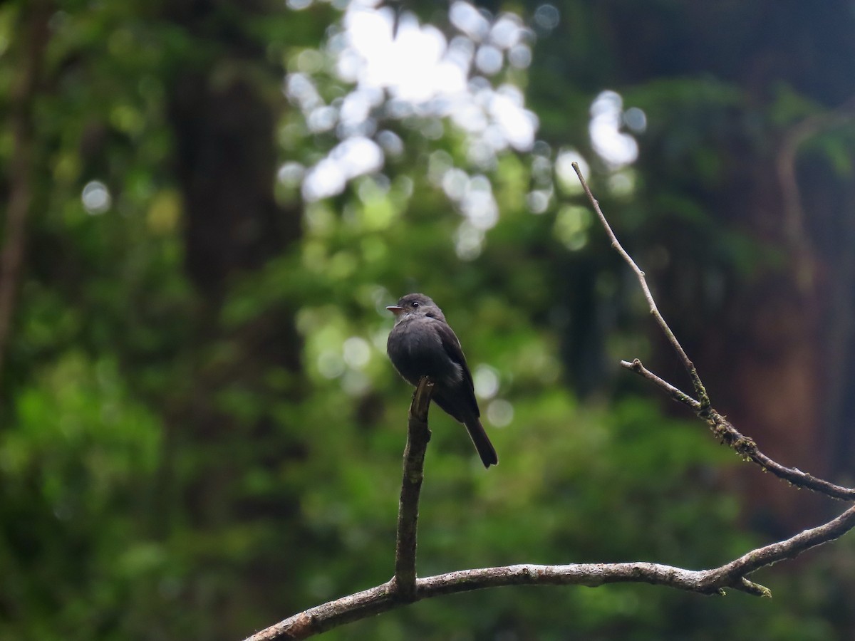 White-throated Pewee - ML605182961