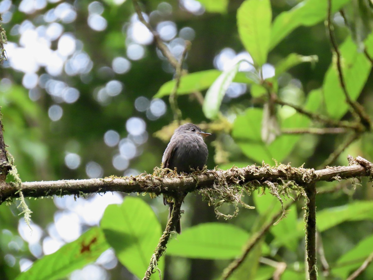 White-throated Pewee - ML605182981