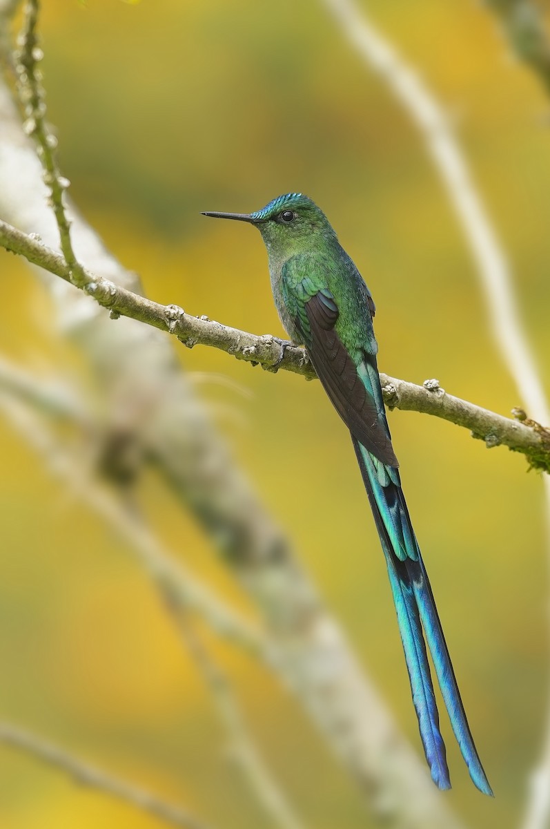 Long-tailed Sylph - ML605183311