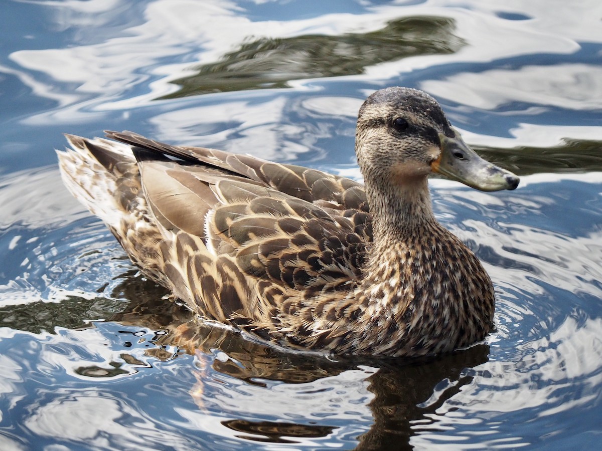 Canard colvert - ML605184831