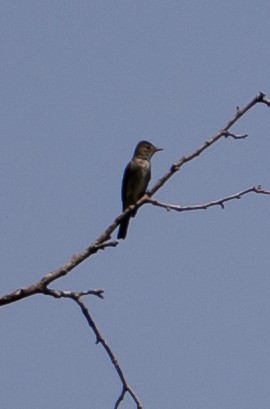 Olive-sided Flycatcher - ML605185221