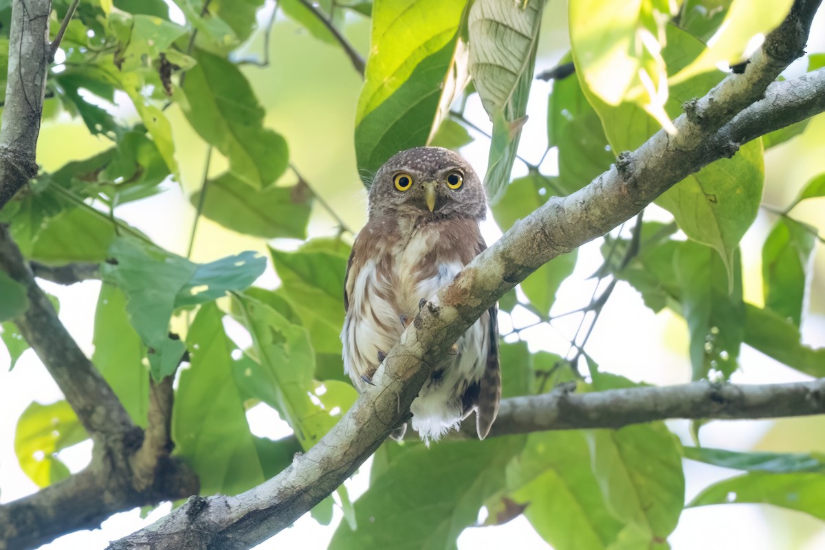 Colima Pygmy-Owl - ML605185531