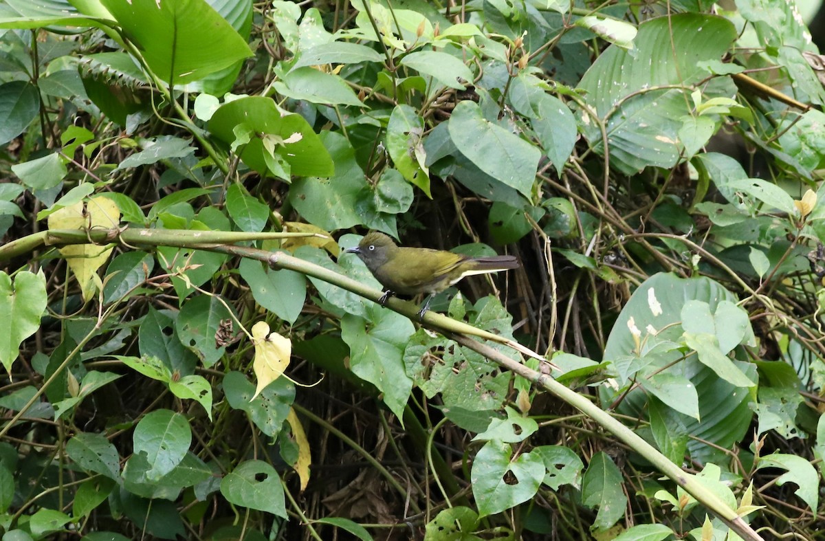 Honeyguide Greenbul - Anthony Collerton