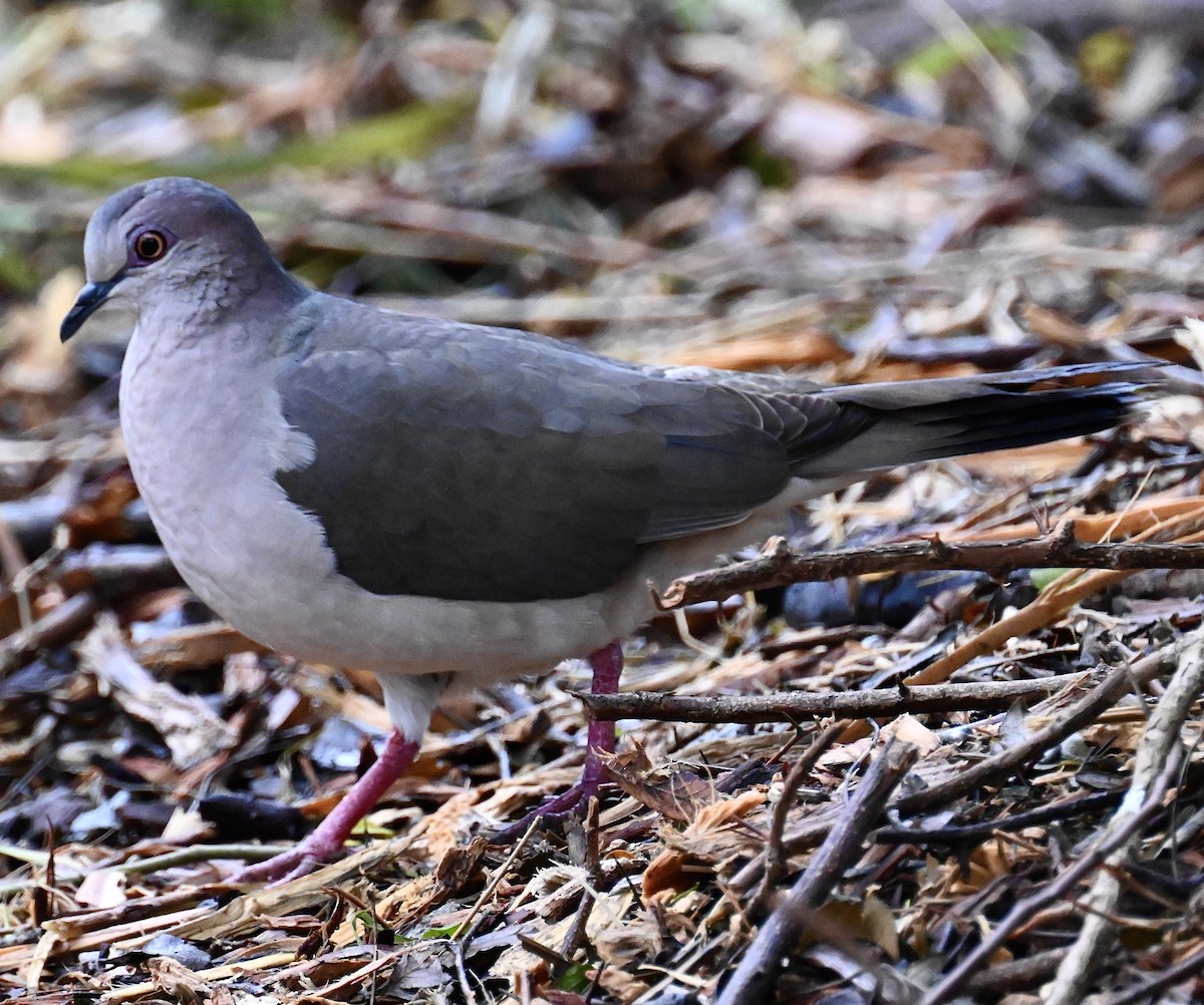 White-tipped Dove - Bird Smith