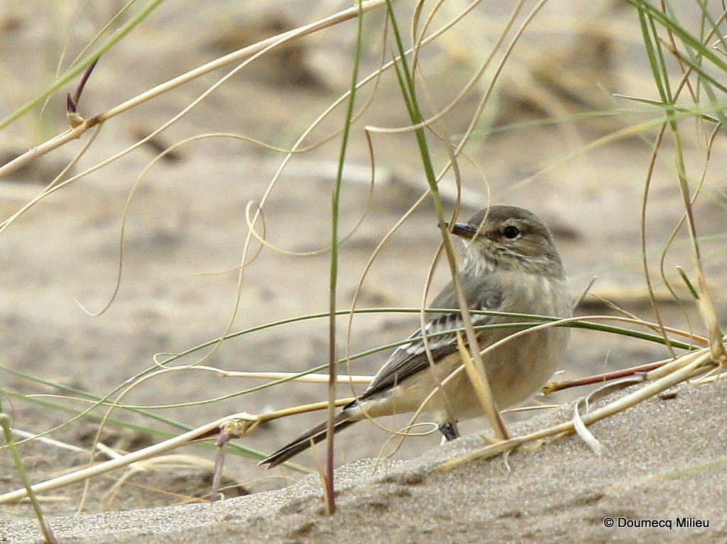 Lesser Shrike-Tyrant - ML60518911