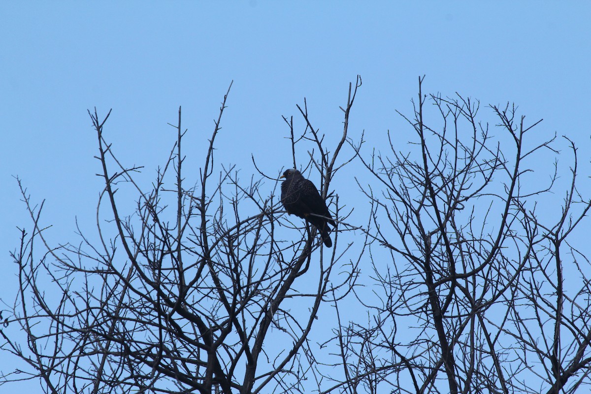 Pigeon rameron - ML605189561