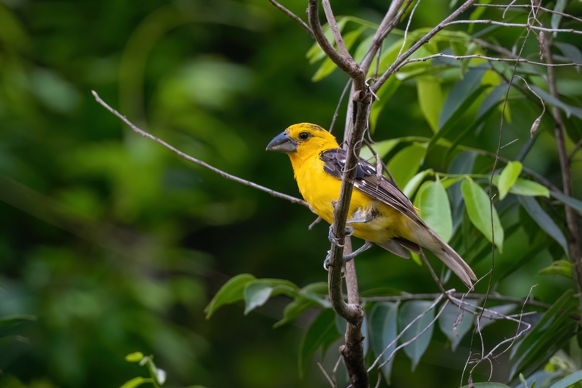 Yellow Grosbeak - ML605189691