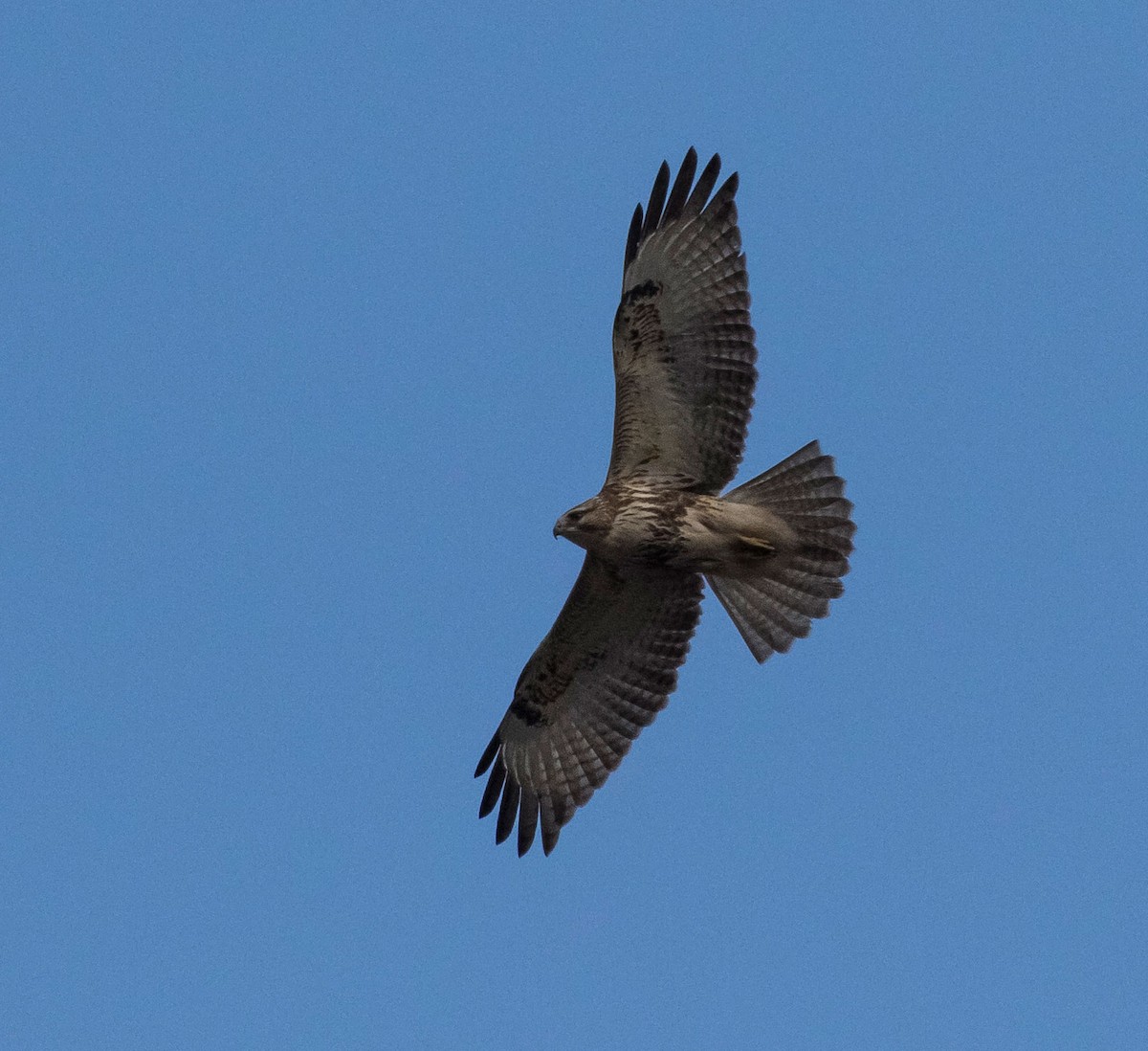 Eastern Buzzard - John le Rond