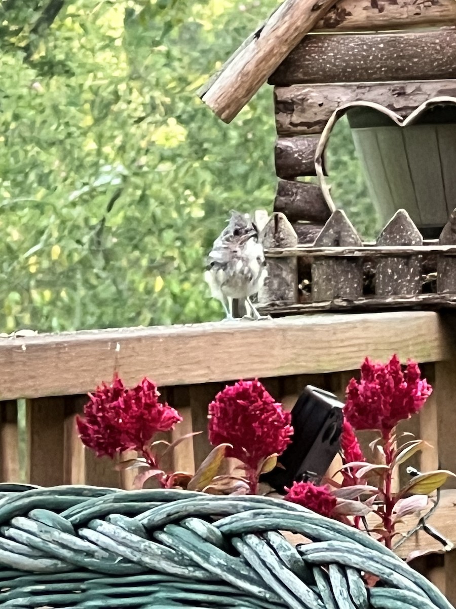 Tufted Titmouse - ML605190411