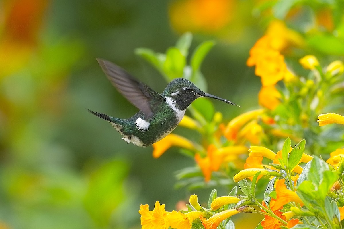 White-bellied Woodstar - ML605190601