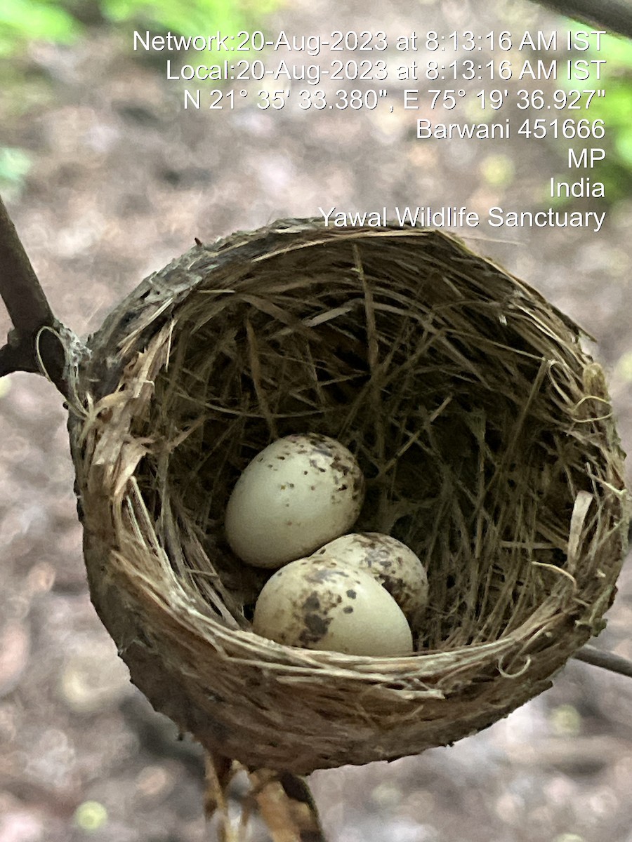 White-browed Fantail - ML605191631