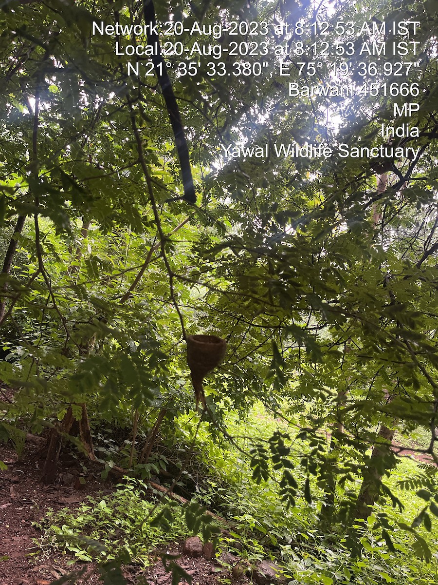 White-browed Fantail - ML605191641