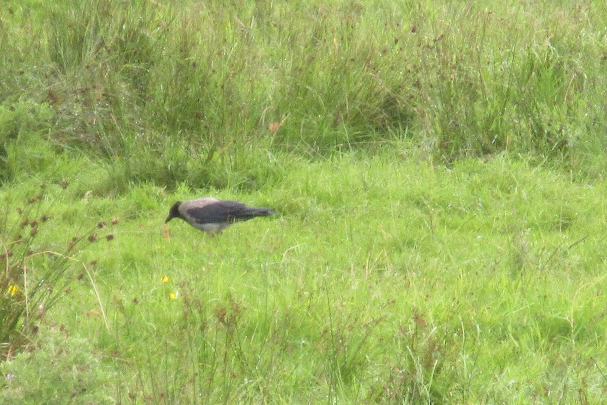 Hooded Crow - ML605191831