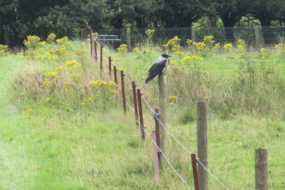 Hooded Crow - ML605191871