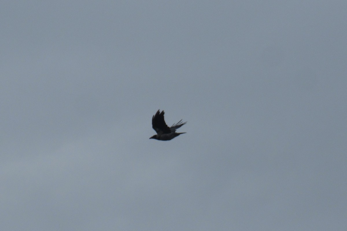 Hooded Crow - ML605192011