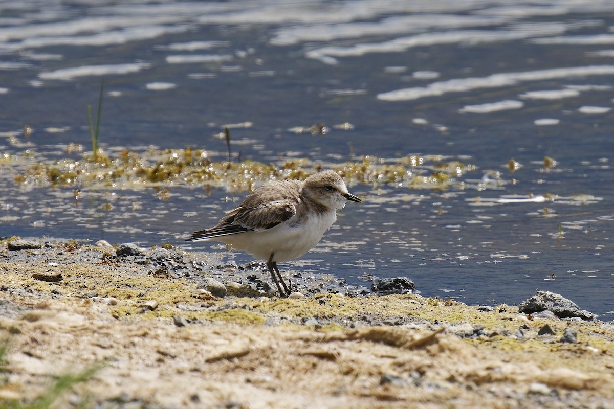 Kentish Plover - Holger Teichmann