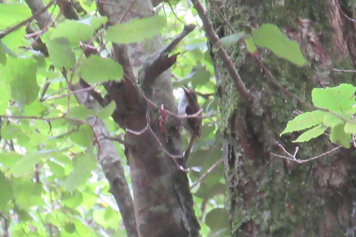 Eurasian Treecreeper - Alex Press