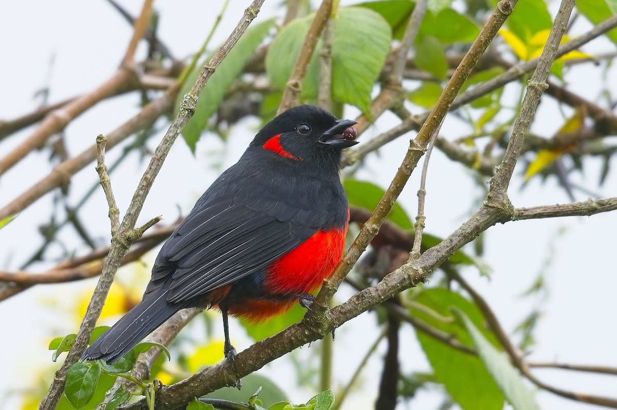 Scarlet-bellied Mountain Tanager - Cody Matheson