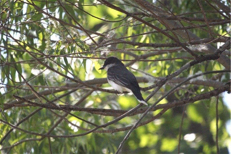 Eastern Kingbird - ML60519251