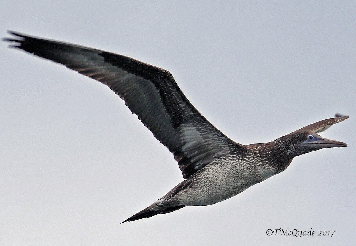 Northern Gannet - Tammy McQuade