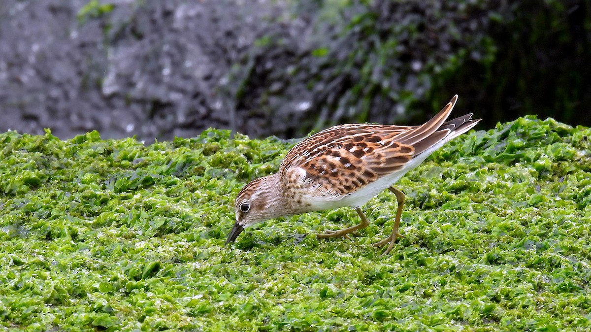 Least Sandpiper - ML605193761